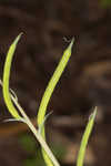 Ramping fumitory